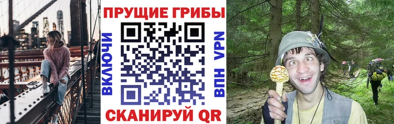 Псилоцибиновые грибы Cubensis  Купить закладки  Венёв 